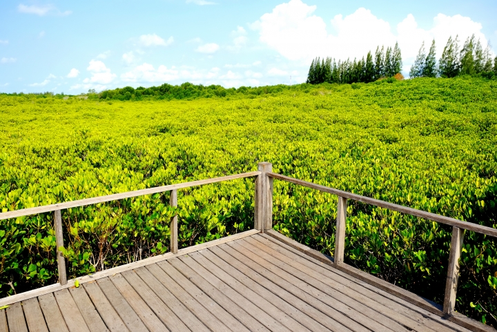 ทุ่งโปรงทอง